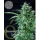 Llimonet Haze auto CBD Elite Seeds