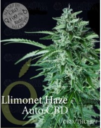 Llimonet Haze auto CBD Elite Seeds