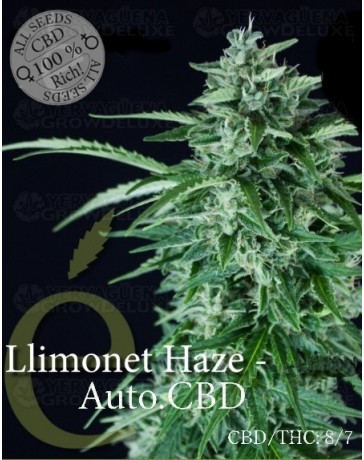 Llimonet Haze auto CBD Elite Seeds