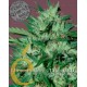 Llimonet Haze Ultra CBD Elite Seeds