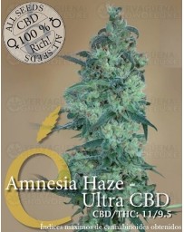 Amnesia Haze Ultra CBD Elite Seeds