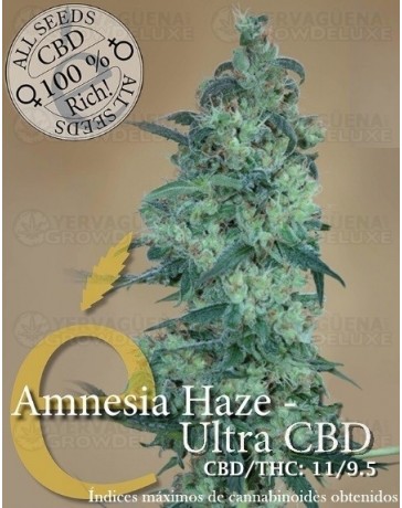 Amnesia Haze Ultra CBD Elite Seeds