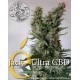 Jack Ultra CBD Elite Seeds