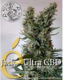 Jack Ultra CBD Elite Seeds