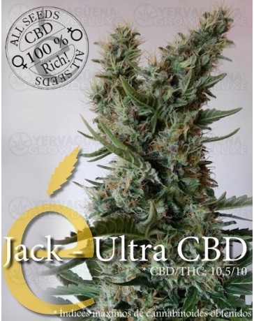 Jack Ultra CBD Elite Seeds