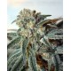 ZOMBIE KUSH Ripper Seeds