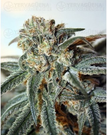 ZOMBIE KUSH Ripper Seeds