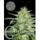 Juanita La Lagrimosa CBD Elite Seeds