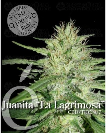Juanita La Lagrimosa CBD Elite Seeds