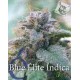 Blue Elite Indica Elite Seeds