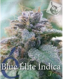 Blue Elite Indica Elite Seeds