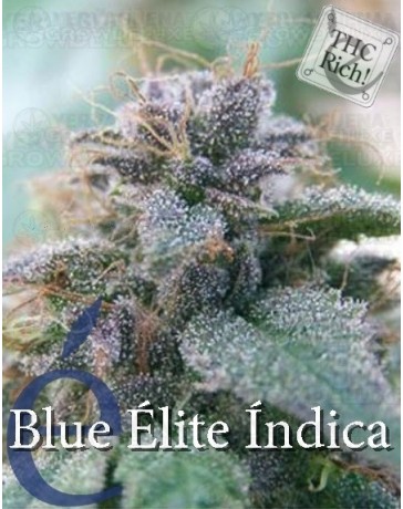 Blue Elite Indica Elite Seeds