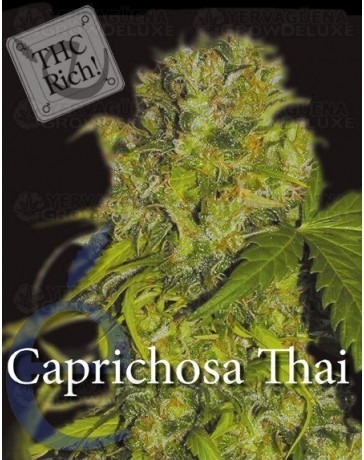 Caprichosa Thai Elite Seeds