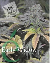 Early Widow Elite Seeds