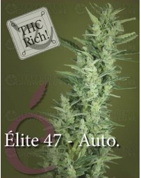 Elite 47 auto Elite Seeds