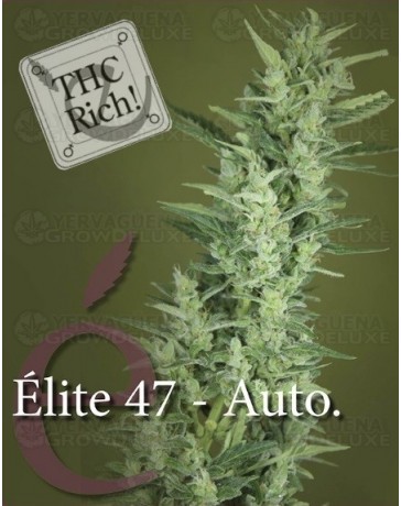 Elite 47 auto Elite Seeds