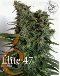 Elite 47 Elite Seeds