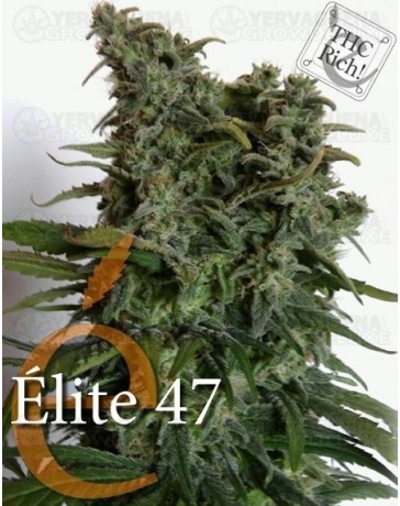 Elite 47 Elite Seeds