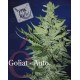 Goliat auto Elite Seeds