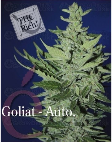 Goliat auto Elite Seeds