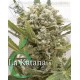 La katana Elite Seeds