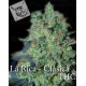 La Rica THC Elite Seeds