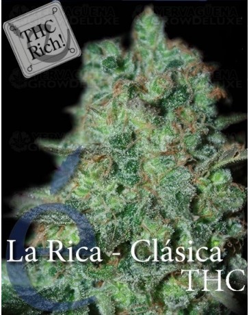 La Rica THC Elite Seeds