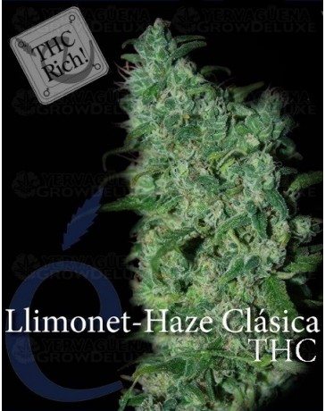 Llimonet Haze THC Elite Seeds