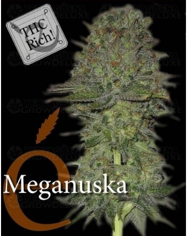 Meganuska Elite Seeds