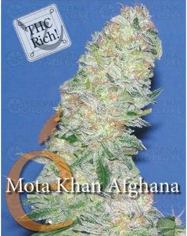 Mota Khan Afghana Elite Seeds