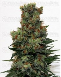 Ripper baddaz Ripper Seeds