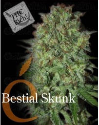 Bestial Skunk Elite Seeds