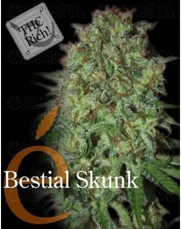 Bestial Skunk Elite Seeds