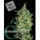 Banana Joint Elite Seeds