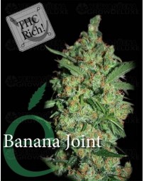 Banana Joint Elite Seeds