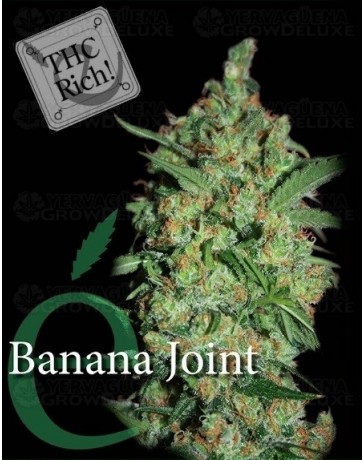 Banana Joint Elite Seeds