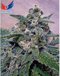 Supercheese Positronics