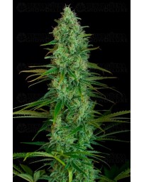 Critical Jack Dinafem