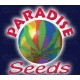 Indica champions Paradise Seeds