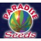 Sativa Champions Paradise Seeds