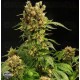 California HashPlant Dinafem