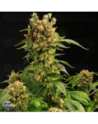 California HashPlant Dinafem