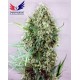 Jack Diesel Positronics