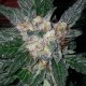 Violator Kush Barney's Farm