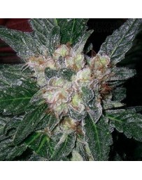 Violator Kush Barney's Farm