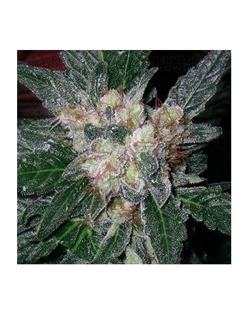 Violator Kush Barney's Farm