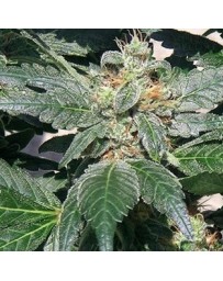 Red Diesel Barney's Farm