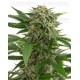 Bubba Kush Dinafem autofloreciente