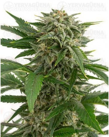 Bubba Kush Dinafem autofloreciente