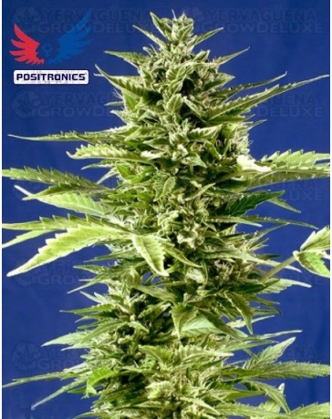 Jack Diesel Express Positronics autofloreciente